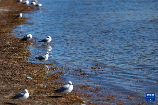 这是11月20日在羊卓雍错岸边拍摄的红嘴鸥。