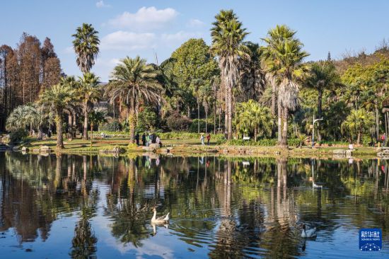  这是1月10日拍摄的昆明植物园一隅。